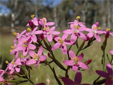 APII jpeg image of Centaurium erythraea  © contact APII