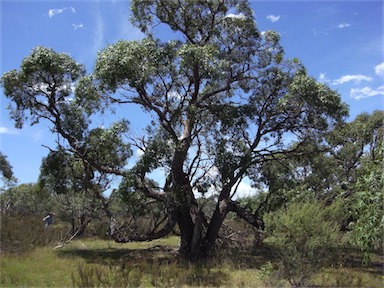 APII jpeg image of Eucalyptus aggregata  © contact APII