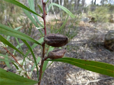 APII jpeg image of Hakea eriantha  © contact APII