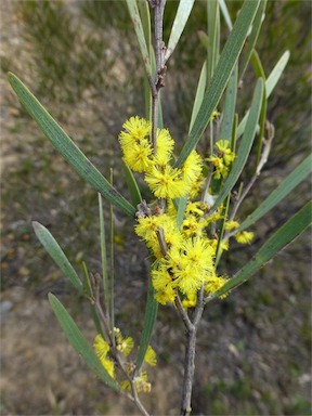 APII jpeg image of Acacia dawsonii  © contact APII