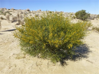 APII jpeg image of Acacia ligulata  © contact APII