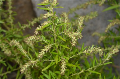 APII jpeg image of Artemisia verlotiorum  © contact APII