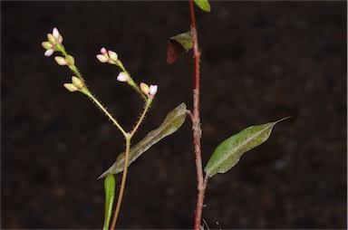 APII jpeg image of Persicaria praetermissa  © contact APII