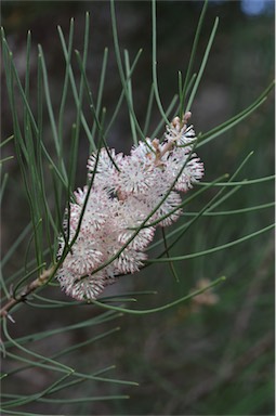 APII jpeg image of Hakea drupacea  © contact APII