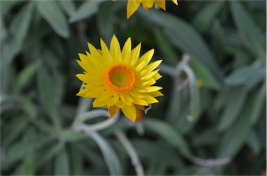 APII jpeg image of Xerochrysum frutescens  © contact APII