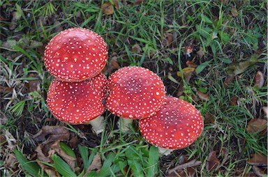 APII jpeg image of Amanita muscaria  © contact APII