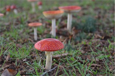 APII jpeg image of Amanita muscaria  © contact APII