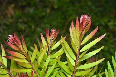 APII jpeg image of Acacia fimbriata 'Crimson Blush'  © contact APII