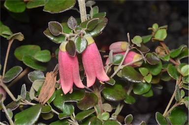 APII jpeg image of Correa 'Pink Carpet'  © contact APII