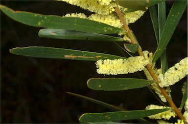 APII jpeg image of Acacia floribunda  © contact APII