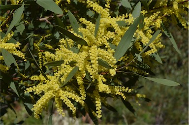 APII jpeg image of Acacia longifolia subsp. longifolia  © contact APII