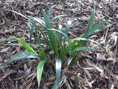 APII jpeg image of Dianella atraxis  © contact APII