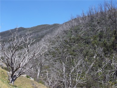 APII jpeg image of Eucalyptus pauciflora  © contact APII