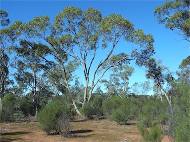 APII jpeg image of Eucalyptus populnea  © contact APII