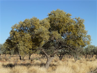 APII jpeg image of Acacia georginae  © contact APII