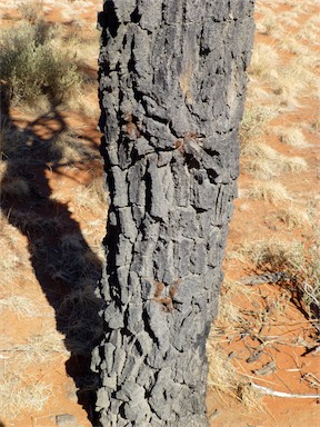 APII jpeg image of Grevillea striata  © contact APII