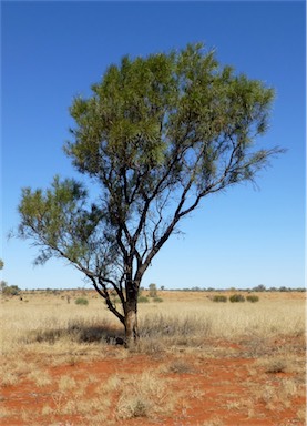 APII jpeg image of Grevillea striata  © contact APII