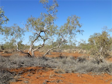 APII jpeg image of Eucalyptus coolabah  © contact APII