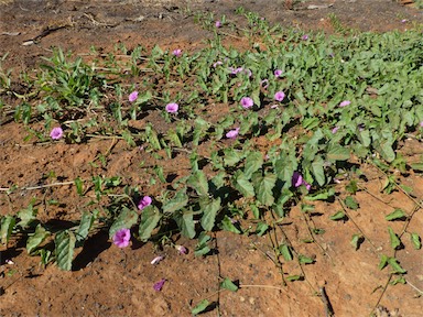 APII jpeg image of Ipomoea muelleri  © contact APII