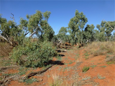 APII jpeg image of Eucalyptus coolabah  © contact APII