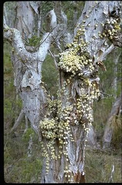 APII jpeg image of Dischidia nummularia  © contact APII