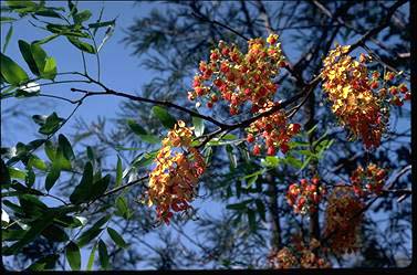 APII jpeg image of Cassia brewsteri  © contact APII