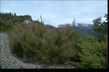 APII jpeg image of Allocasuarina grampiana  © contact APII