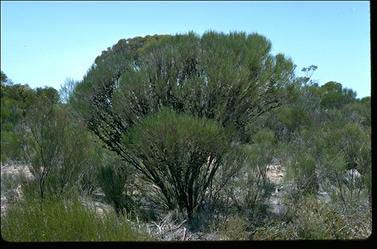 APII jpeg image of Allocasuarina tesselata  © contact APII