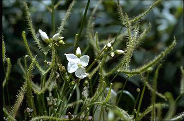 APII jpeg image of Drosera binata  © contact APII