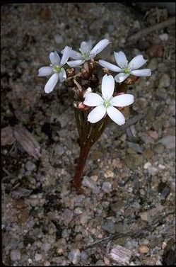 APII jpeg image of Drosera erythrorhyza  © contact APII