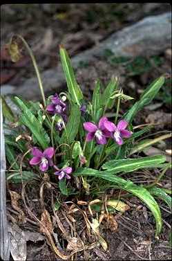 APII jpeg image of Viola betonicifolia  © contact APII