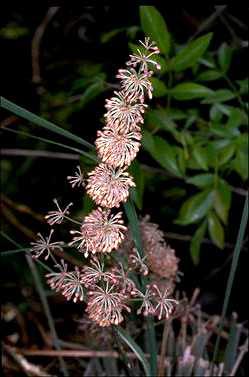 APII jpeg image of Lomandra multiflora  © contact APII