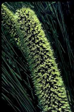 APII jpeg image of Xanthorrhoea nana  © contact APII