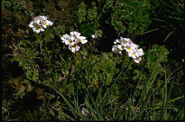 APII jpeg image of Euphrasia glacialis  © contact APII