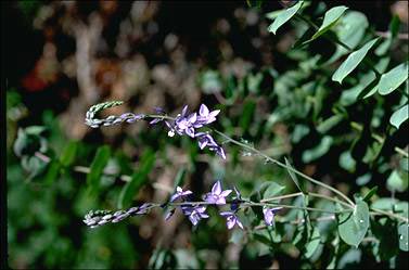 APII jpeg image of Veronica perfoliata  © contact APII