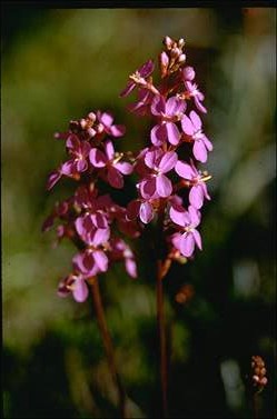 APII jpeg image of Stylidium graminifolium  © contact APII