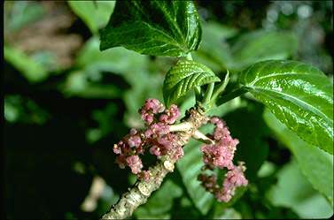 APII jpeg image of Dendrocnide excelsa  © contact APII