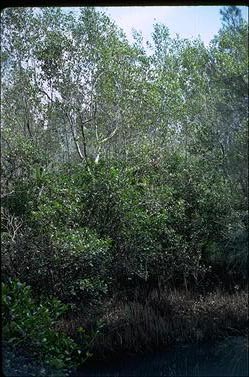 APII jpeg image of Avicennia marina,<br/>Aegiceras corniculatum  © contact APII