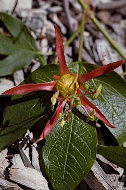 APII jpeg image of Passiflora cinnabarina  © contact APII