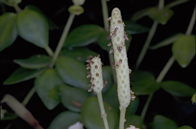 APII jpeg image of Peperomia tetraphylla  © contact APII