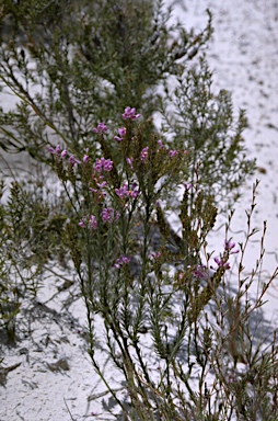 APII jpeg image of Comesperma polygaloides  © contact APII