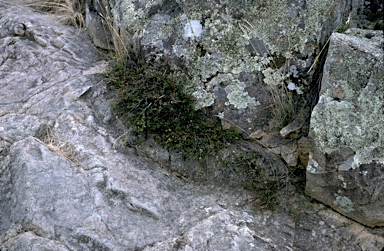 APII jpeg image of Muehlenbeckia tuggeranong  © contact APII