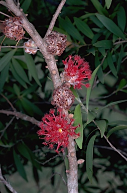 APII jpeg image of Asteromyrtus brassii  © contact APII