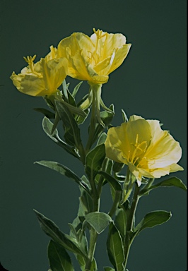 APII jpeg image of Oenothera drummondii  © contact APII