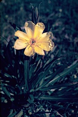 APII jpeg image of Oenothera odorata  © contact APII