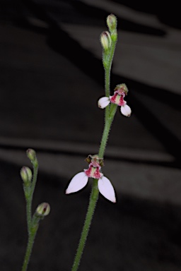 APII jpeg image of Eriochilus dilatatus  © contact APII