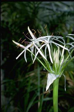 APII jpeg image of Crinum pedunculatum  © contact APII