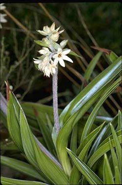 APII jpeg image of Milligania densiflora  © contact APII