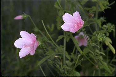 APII jpeg image of Hibiscus pedunculatus  © contact APII