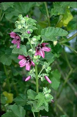 APII jpeg image of Lavatera plebeia  © contact APII